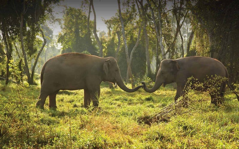 Anantara Golden Triangle Elephant Camp & Resort